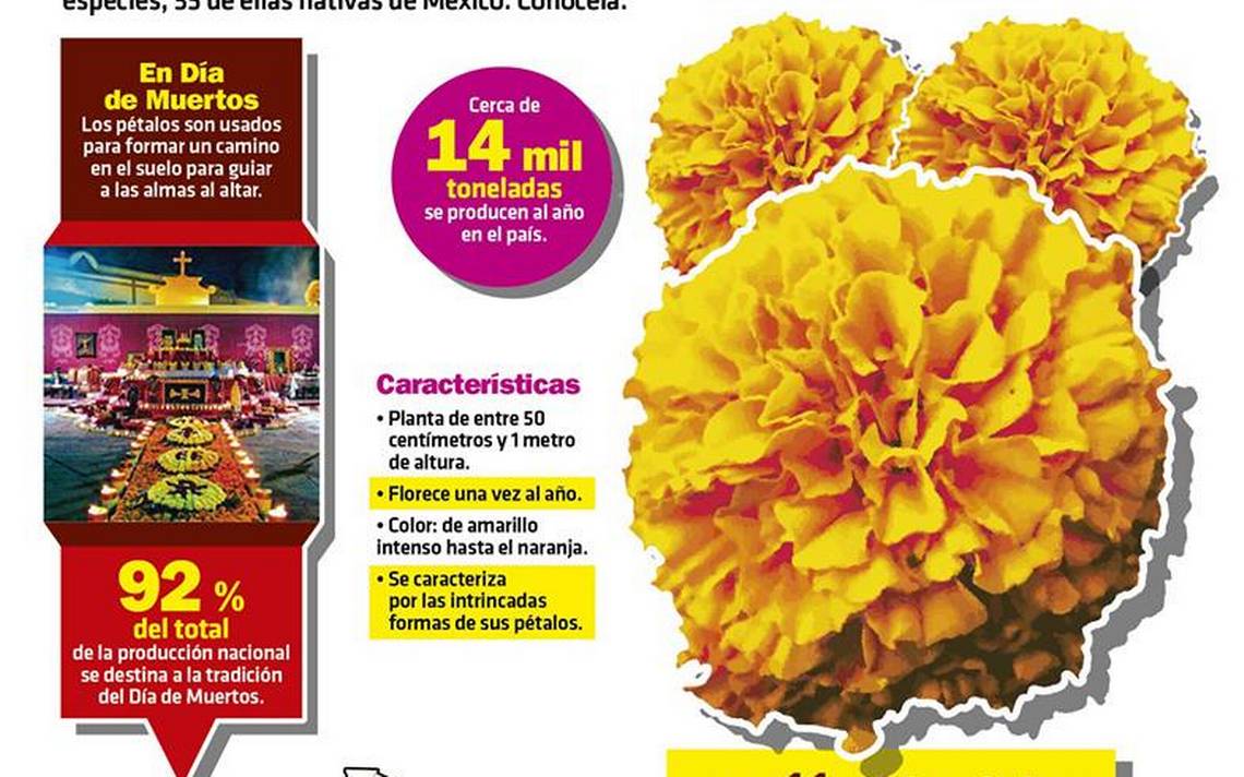 Se mantiene el precio en las flores de cempasúchil - El Sol de Zamora |  Noticias Locales, Policiacas, sobre México, Michoacán y el Mundo